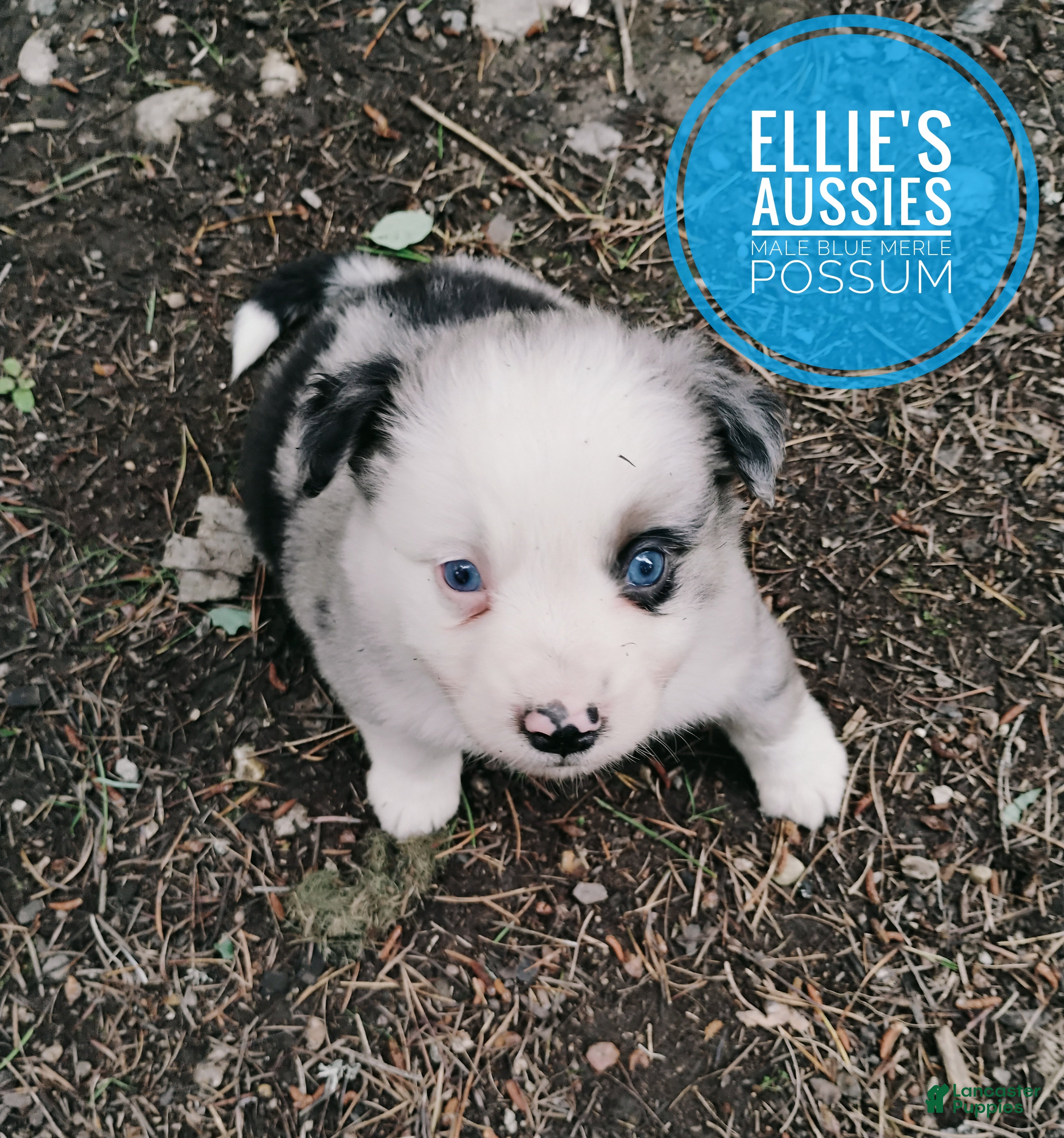 Miniature Australian Shepherd dogs Possum  - Ad 1