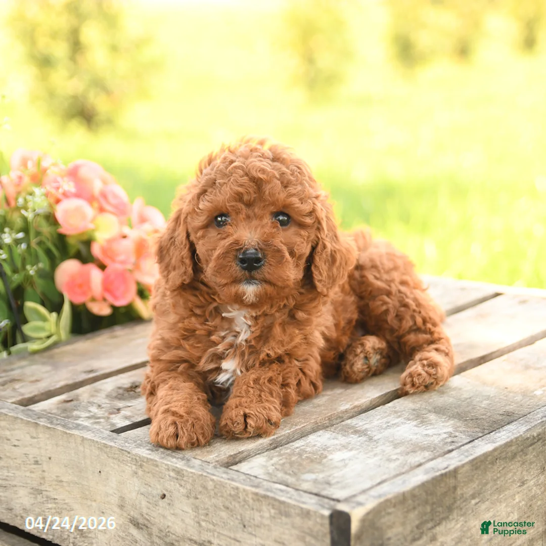 Miniature Poodle dogs for sale: Dexter - Ad 5