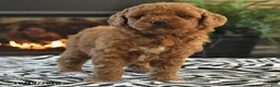Mini Goldendoodle dogs for sale: Lori - Ad 5