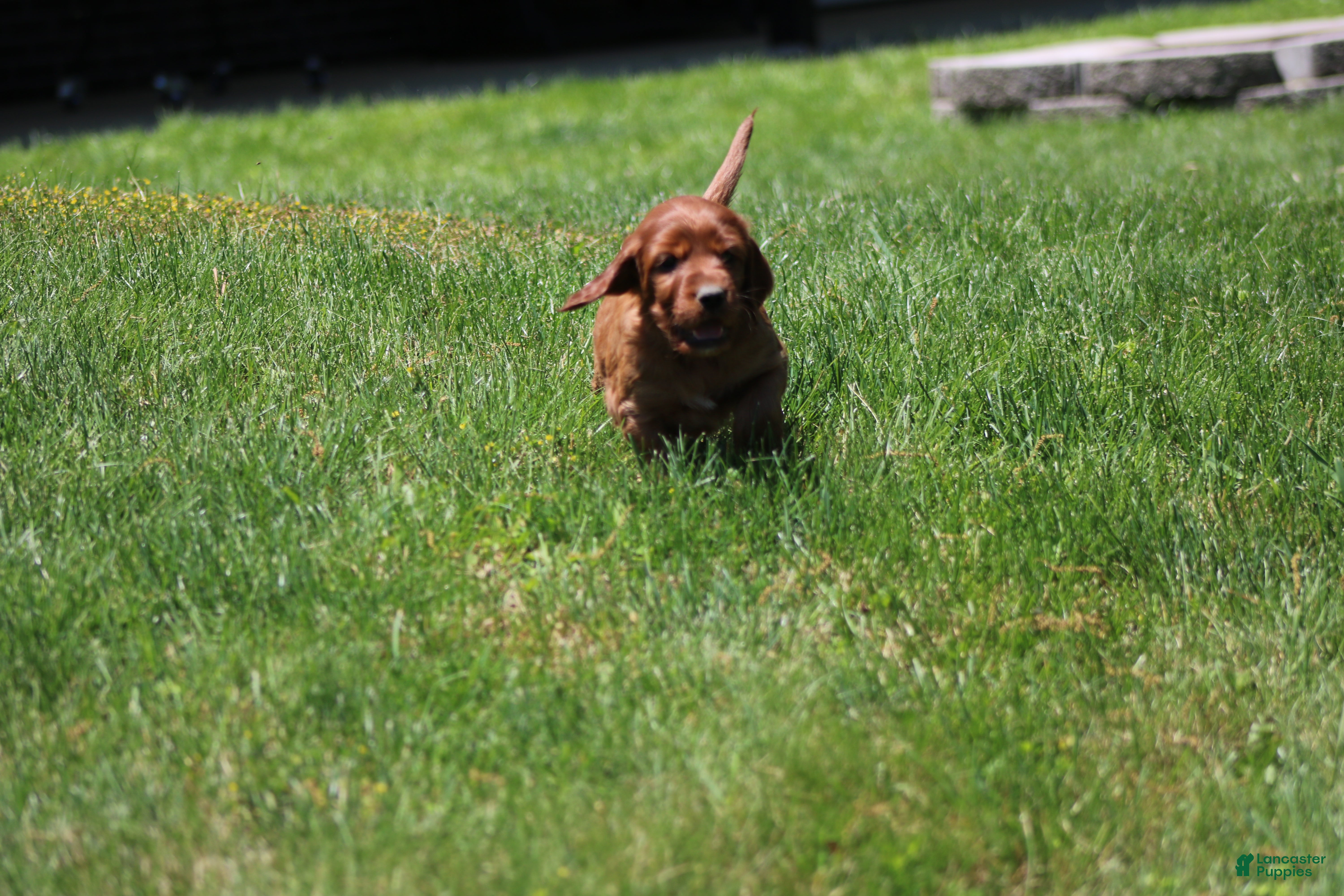 Irish Setter dogs for sale: Summer - Ad 7