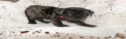 Pug dogs for sale: Pug Puppy 1 Lacy - Ad 3