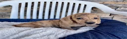 Miniature Dachshund dogs for sale: Flora - Ad 7