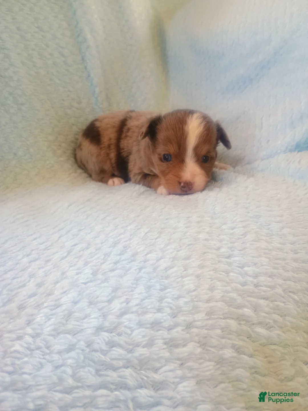 Toy Australian Shepherd dogs for sale: Toy Australian Shepherd Puppy 2 - Ad 4