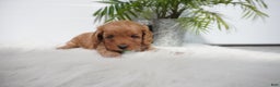Cavapoo dogs for sale: Bryce  - Ad 2