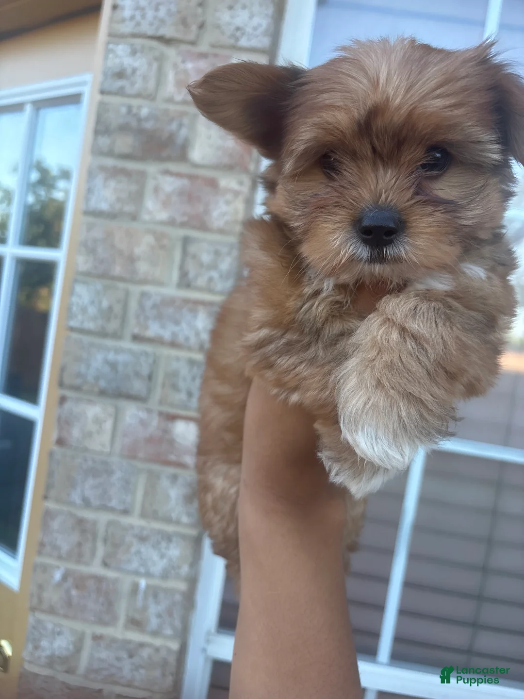 Yorkiepoo dogs for sale: Yorkiepoo Puppy 1 - Ad 1
