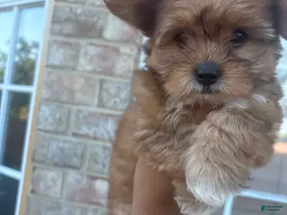 Yorkiepoo dogs Yorkiepoo Puppy 1 - Ad 4