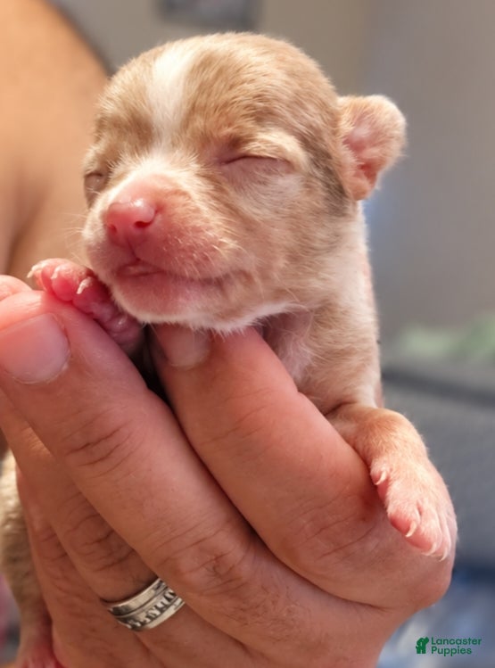 Chihuahua dogs for sale: Spots - Ad 1