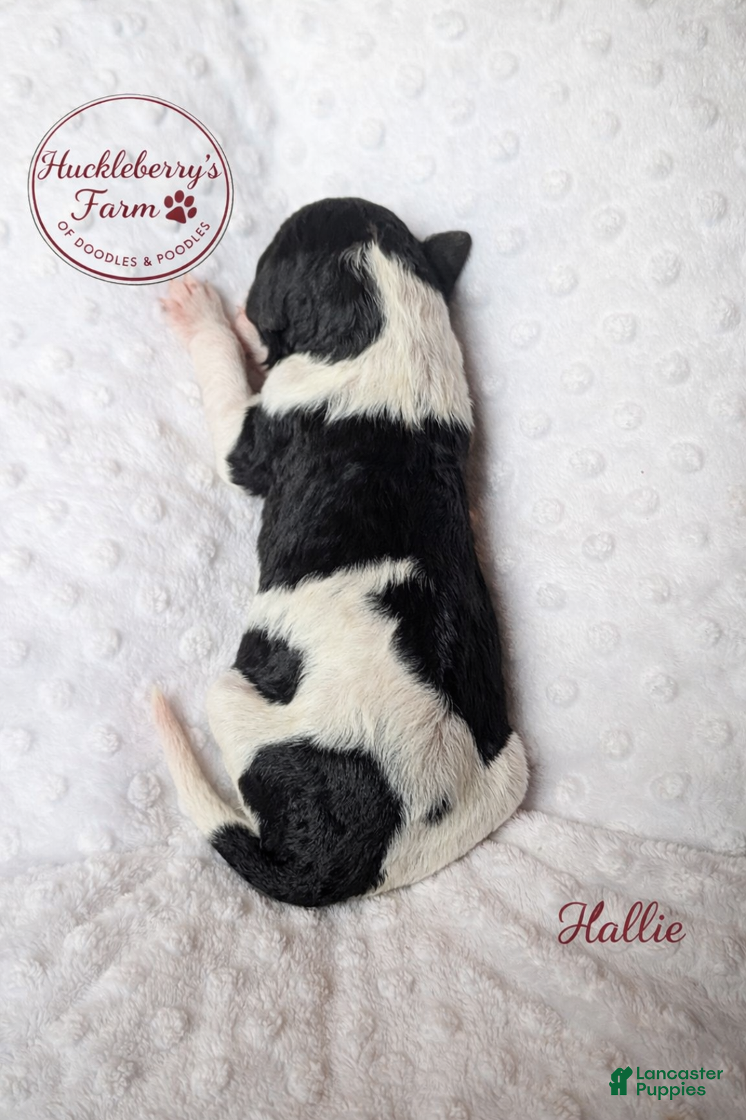 Goldendoodle dogs for sale: Hallie F1B  - Ad 3