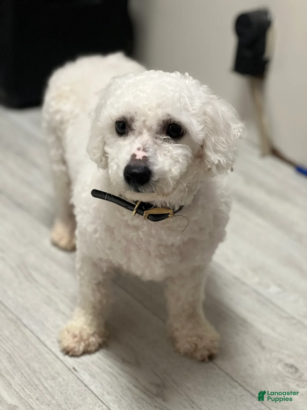 Bichon Frise dogs for sale: Lacey - Ad 7