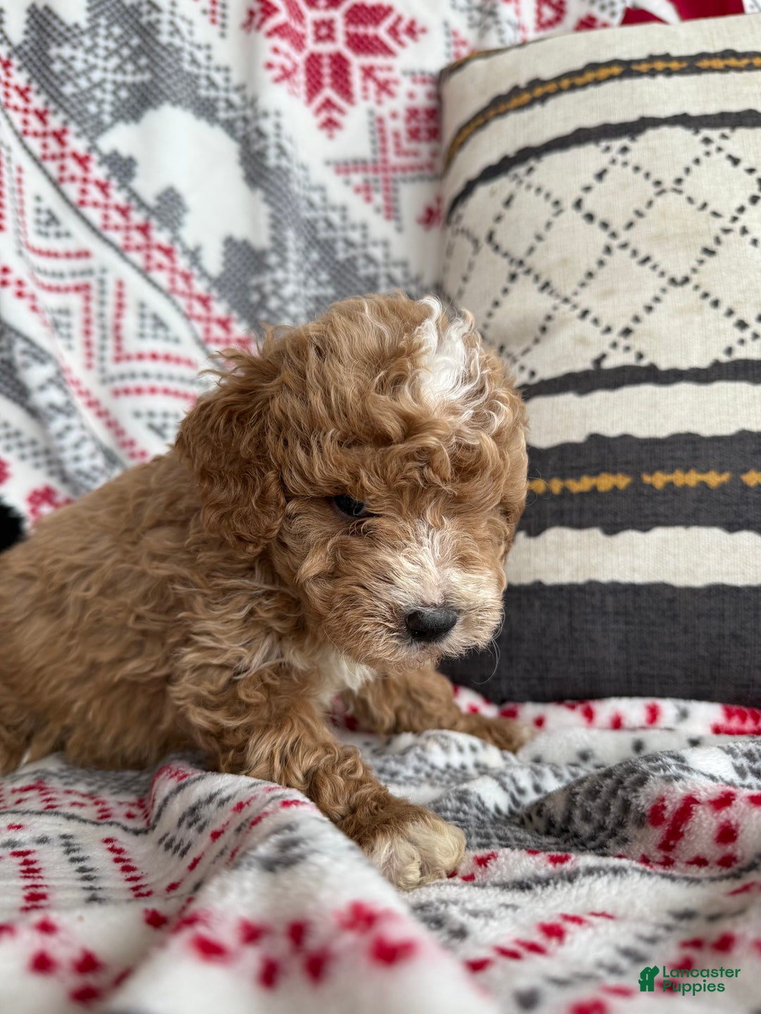 Mini Bernedoodle dogs for sale: Cash  - Ad 4