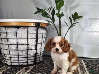 Cavalier King Charles Spaniel dogs for sale: Cavalier King Charles Spaniel Puppy 2 - Ad 4