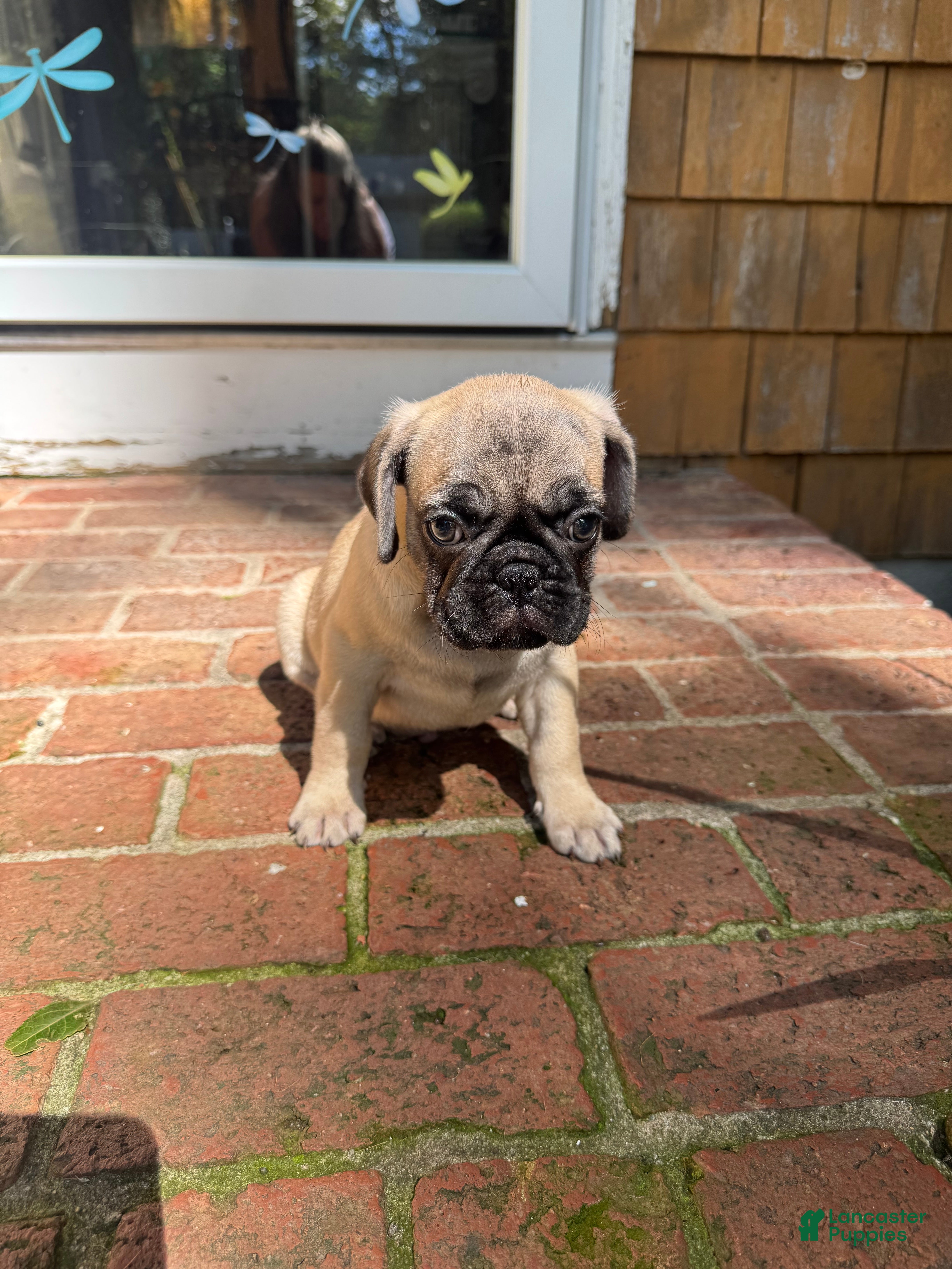 Frug dogs Frug 2 - Ad 2