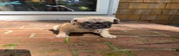 Frug dogs for sale: Frug 2 - Ad 2