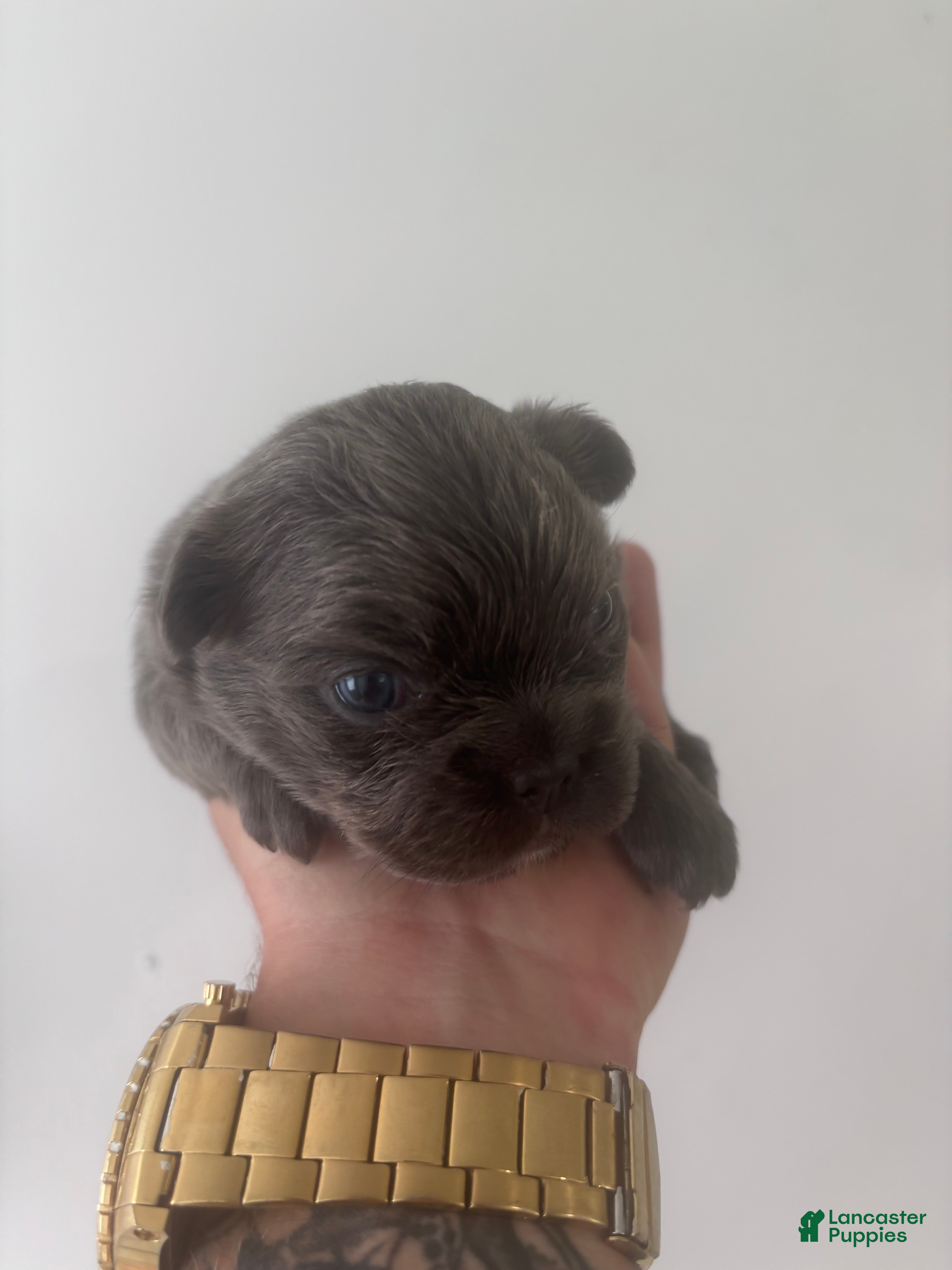 French Bulldog dogs Puppy 2 - Ad 6