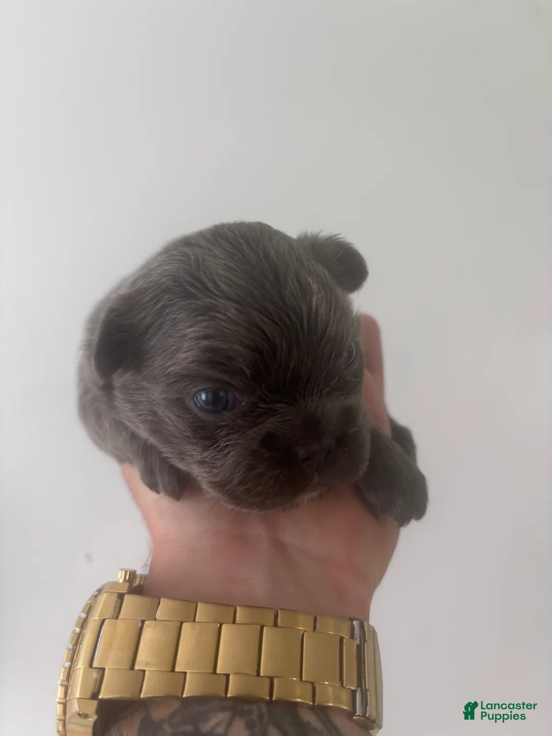 French Bulldog dogs for sale: Puppy 2 - Ad 1