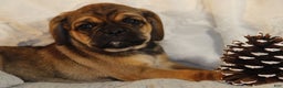 Puggle dogs for sale: Alice - Ad 1