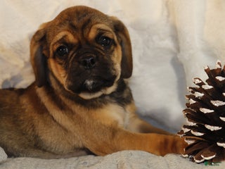 Puggle dogs Alice - Ad 21