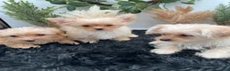 Yorkshire Terrier dogs for sale: Lexie the rare Golddust Yorkie $2,500 - Ad 8