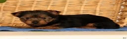 Yorkshire Terrier dogs for sale: Vicki - Ad 7
