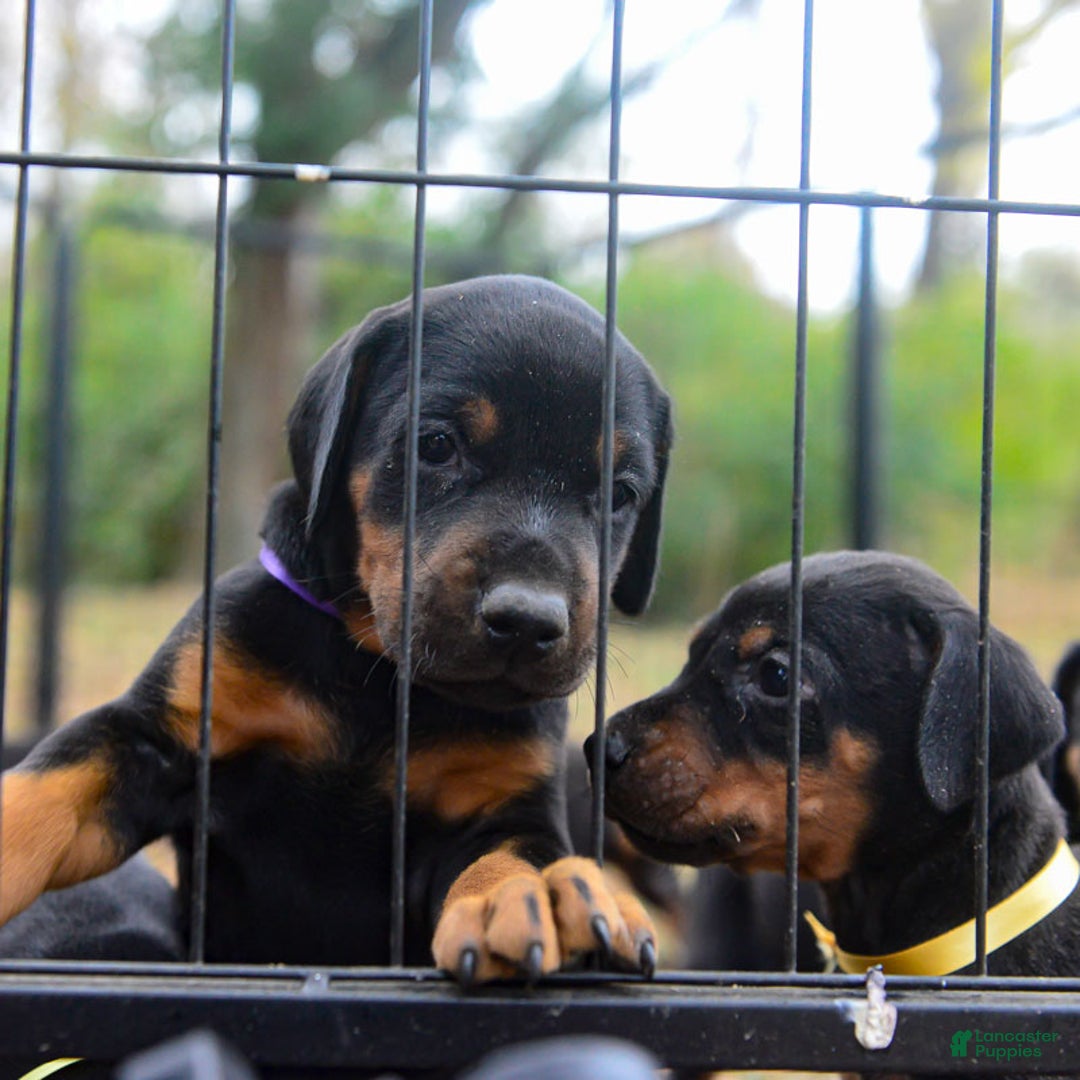 Doberman Pinscher dogs for sale: Black Male - Ad 5