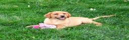 Labrador Retriever dogs for sale: Cristina - Ad 5