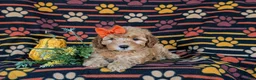 Cockapoo dogs for sale: Jessie Hypoallergenic - Ad 5