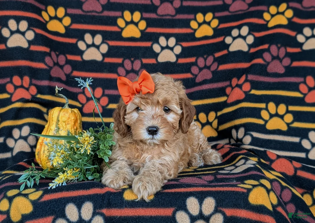 Cockapoo dogs for sale: Jessie Hypoallergenic - Ad 5