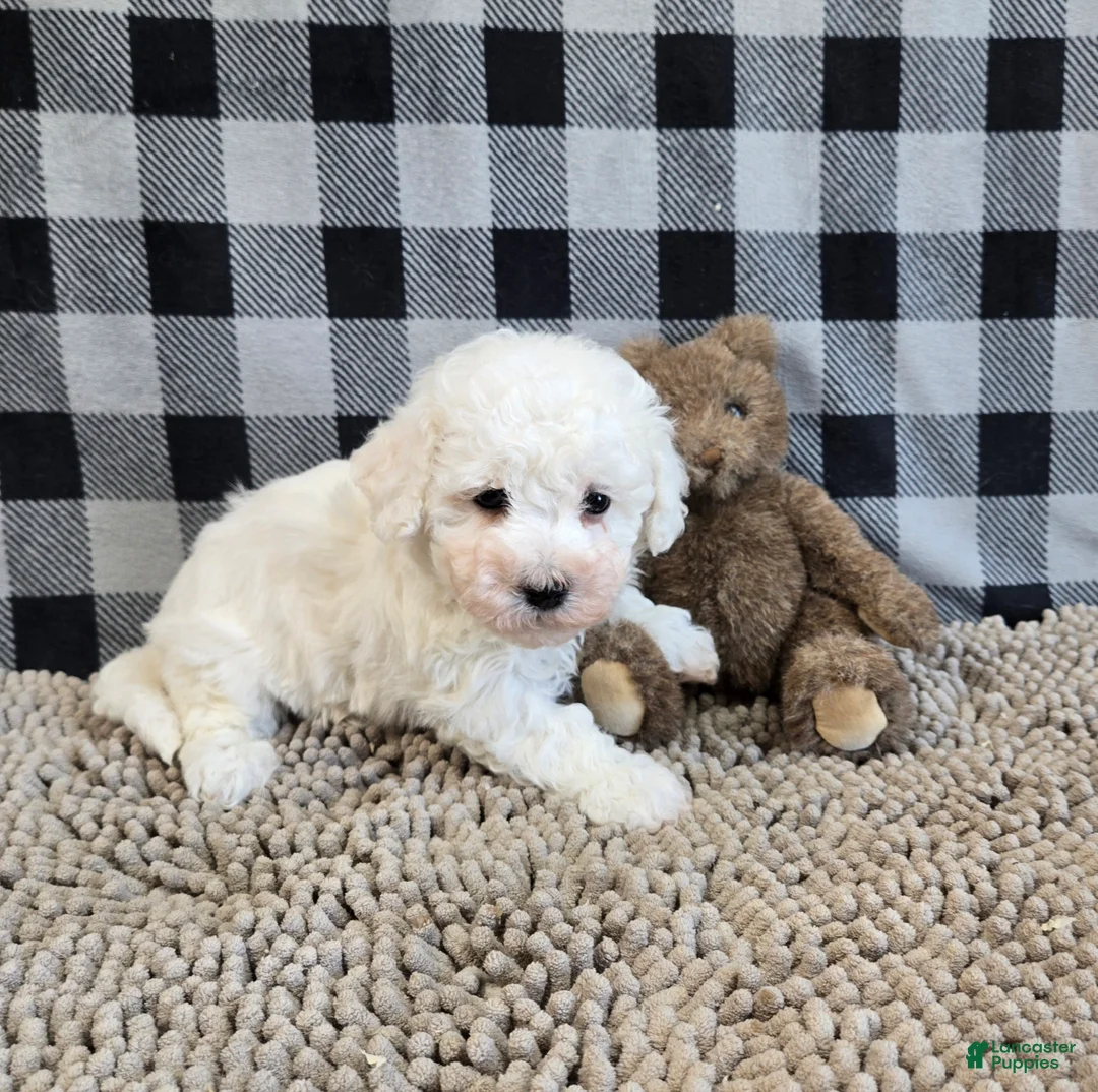 Bichon Frise dogs for sale: Bruce - Ad 2