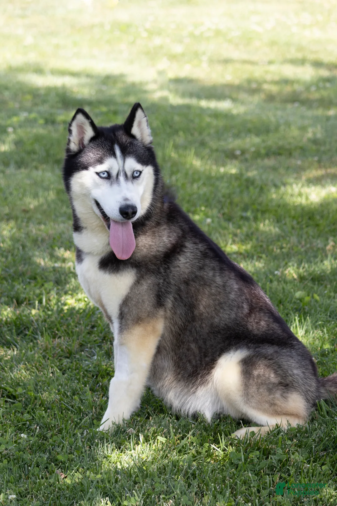 Siberian Husky dogs for sale: Siberian Husky 1 - Ad 2