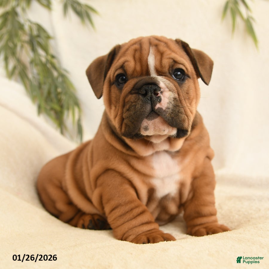 English Bulldog dogs Brutus - Ad 1