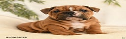 English Bulldog dogs for sale: Brutus - Ad 1
