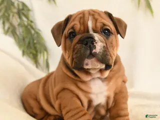 English Bulldog dogs Brutus - Ad 3