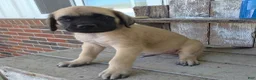 English Mastiff dogs for sale: Benjo - Ad 3