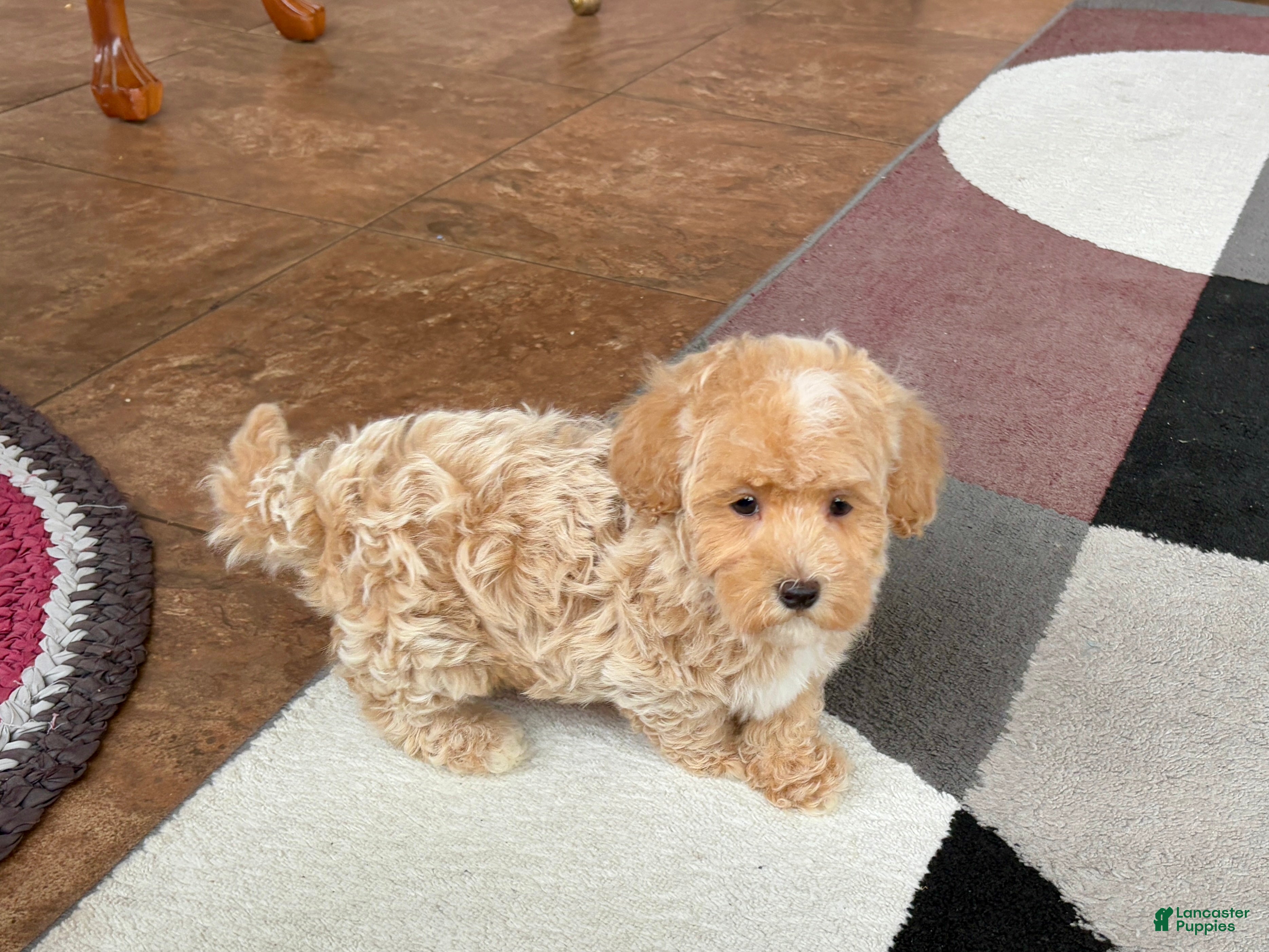 Havapoo dogs Havapoo Puppy 1 - Ad 42