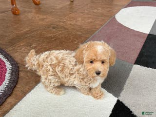 Havapoo dogs Havapoo Puppy 1 - Ad 36