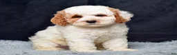 Mini Goldendoodle dogs for sale: Mr. Silas - Ad 7