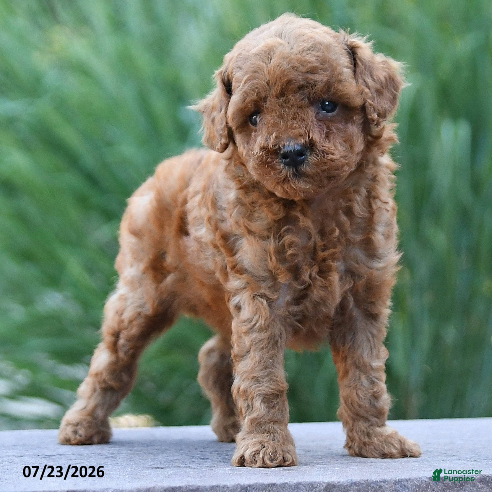 Toy Poodle dogs Tiny Kerrie - Ad 2
