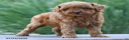 Toy Poodle dogs for sale: Tiny Kerrie - Ad 2