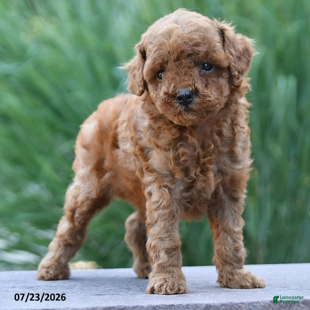 Toy Poodle dogs for sale: Tiny Kerrie - Ad 2