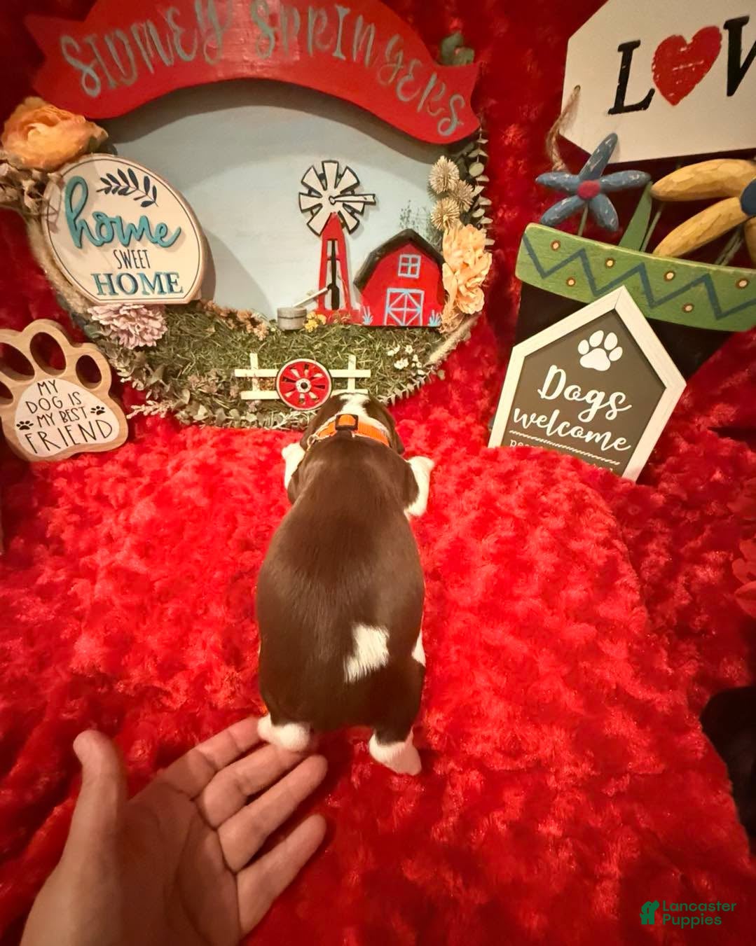 English Springer Spaniel dogs for sale: Orange collar - Ad 2