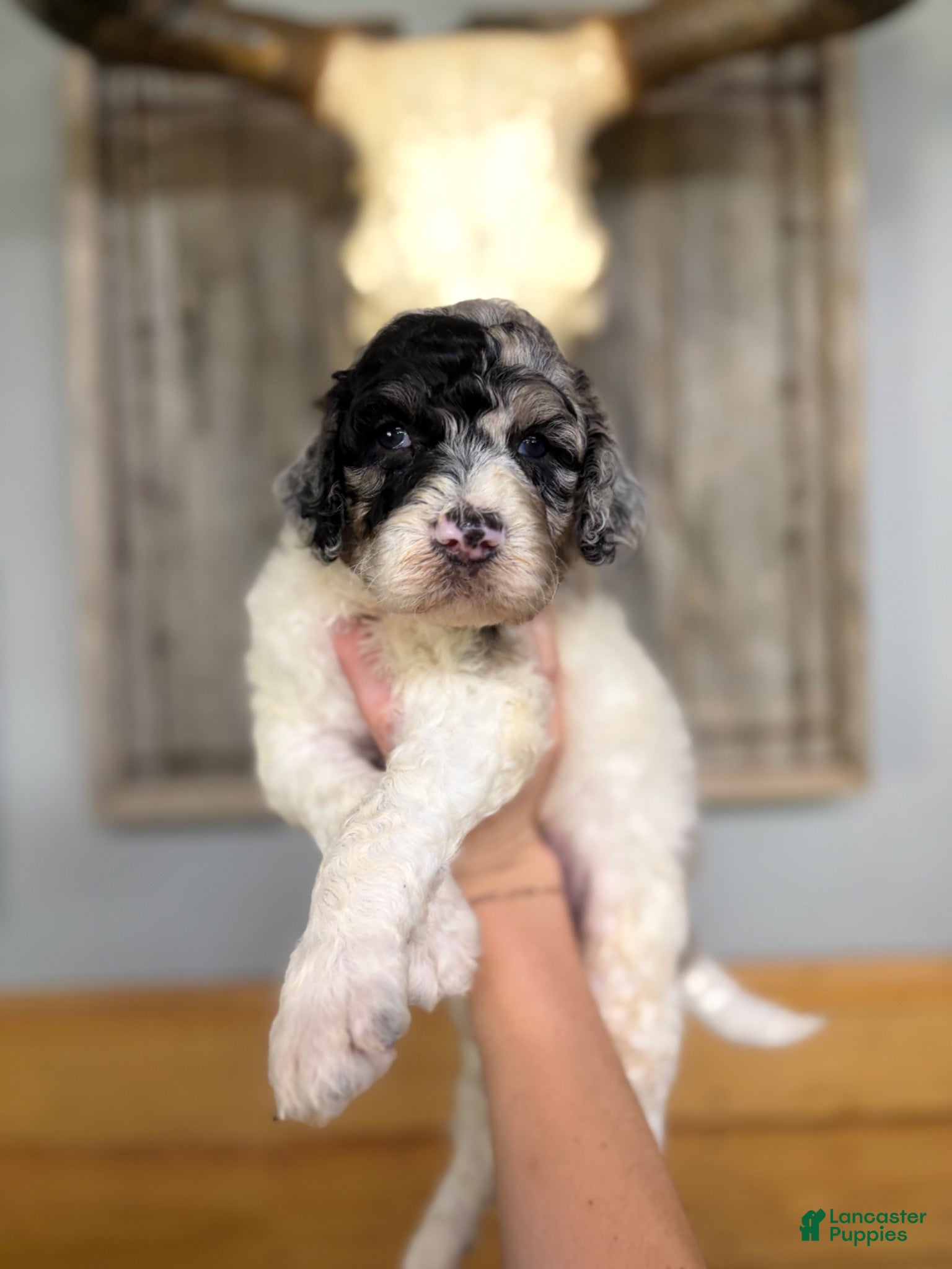 Goldendoodle dogs Goldendoodle 1 - Ad 25