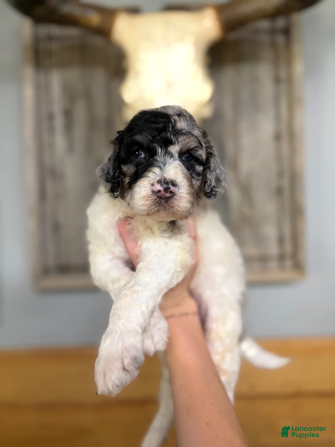 Goldendoodle dogs for sale: Goldendoodle 1 - Ad 1