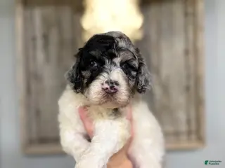 Goldendoodle dogs Goldendoodle 1 - Ad 36