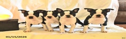 Boston Terrier dogs for sale: Gracie  - Ad 3