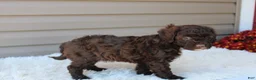 Cavapoo dogs for sale: Jasper - Ad 8