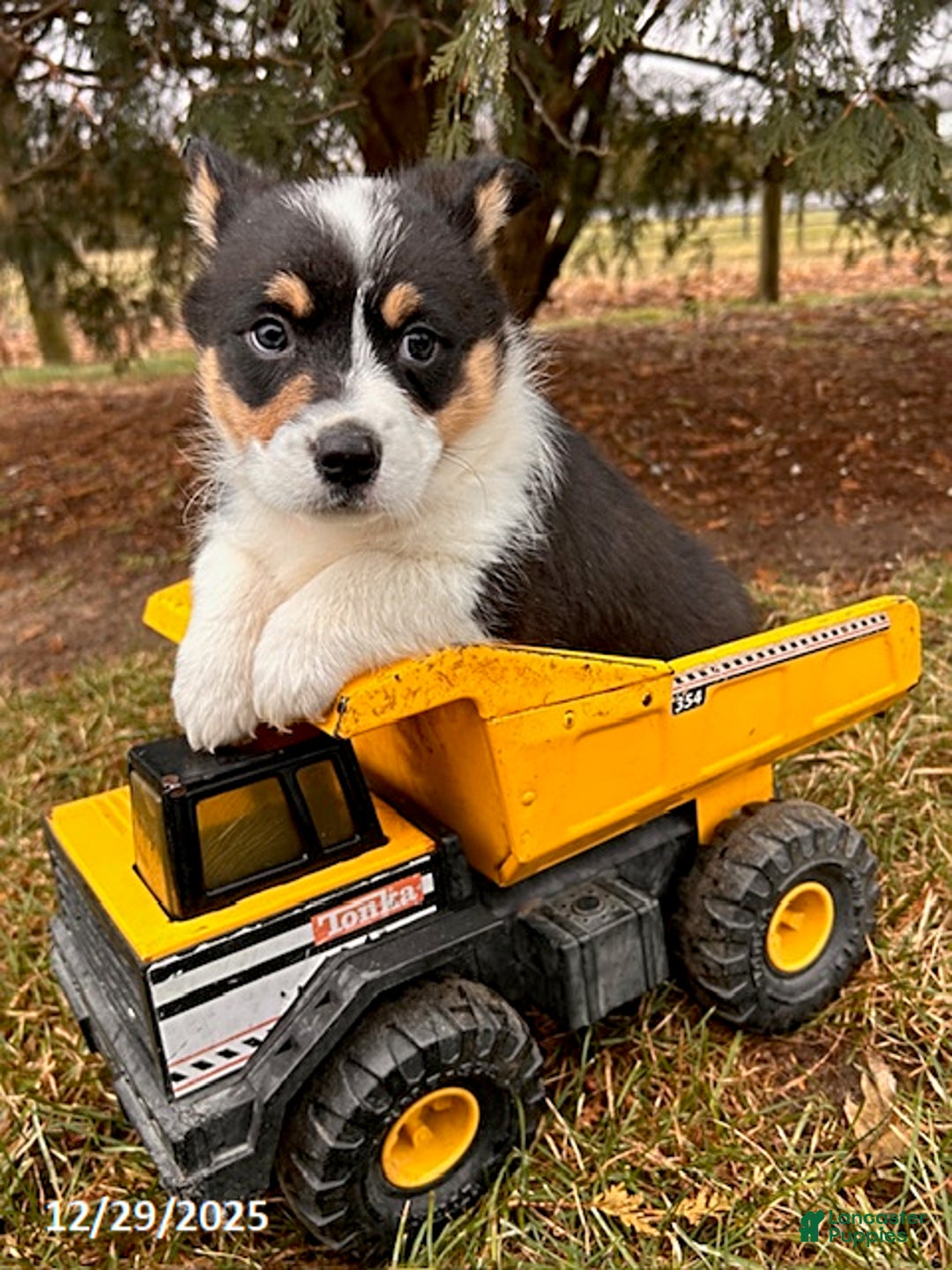 Welsh Corgi Pembroke dogs for sale: Casper - Ad 3