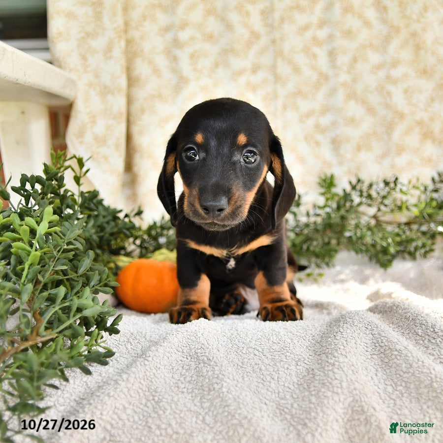 Miniature Dachshund dogs for sale: Junior - Ad 1