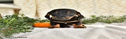 Miniature Dachshund dogs for sale: Junior - Ad 1