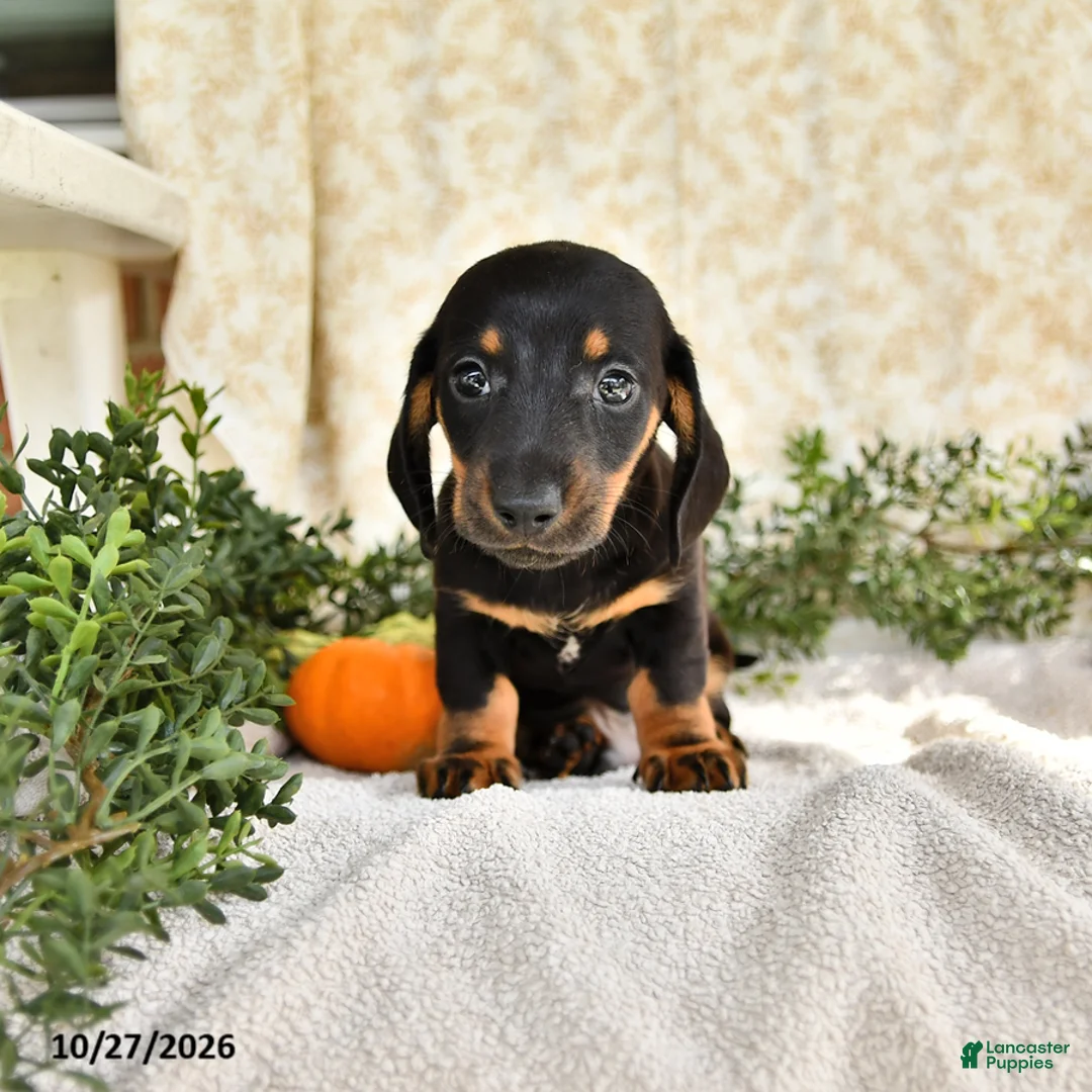 Miniature Dachshund dogs for sale: Junior - Ad 1