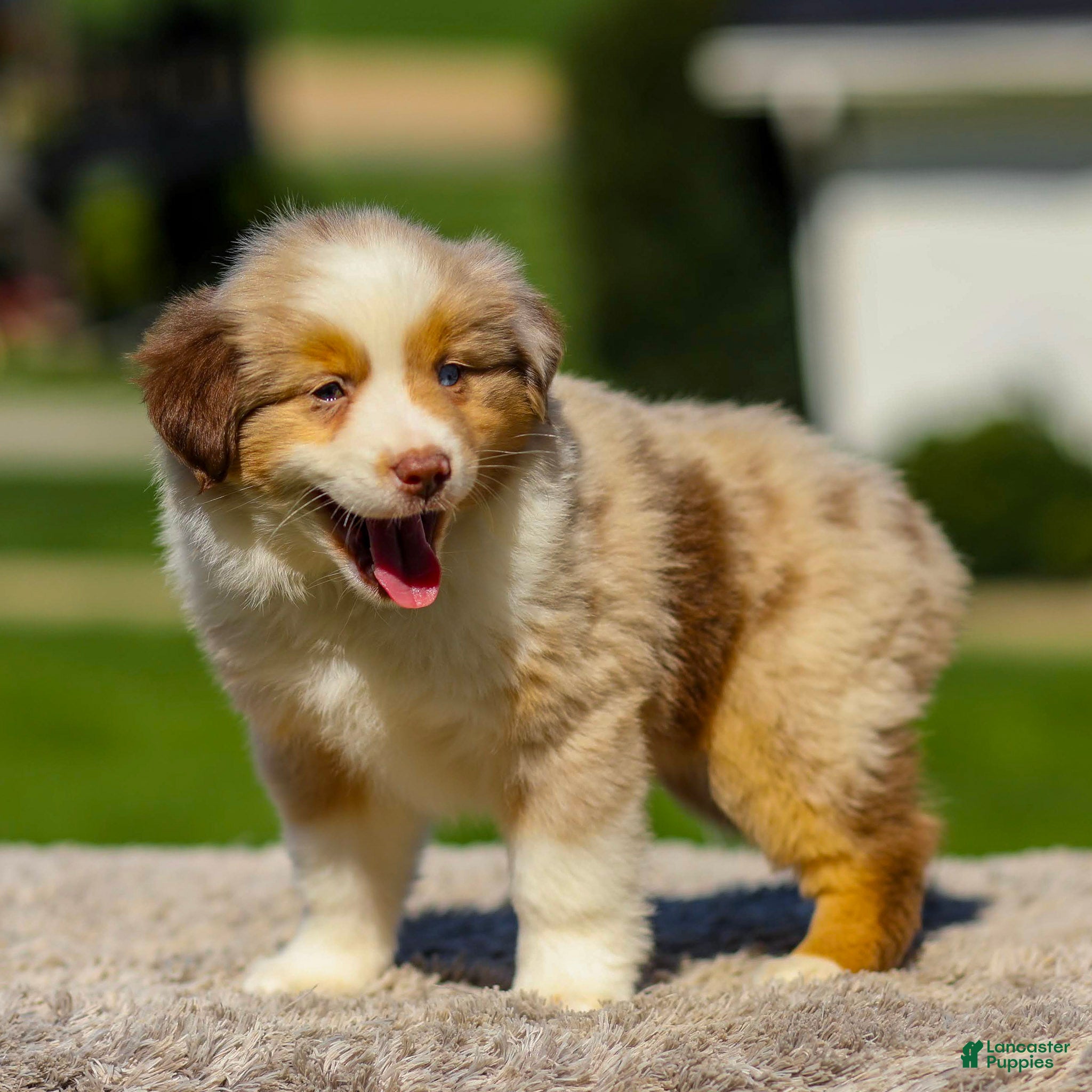 Miniature Australian Shepherd dogs Ivory - Ad 2